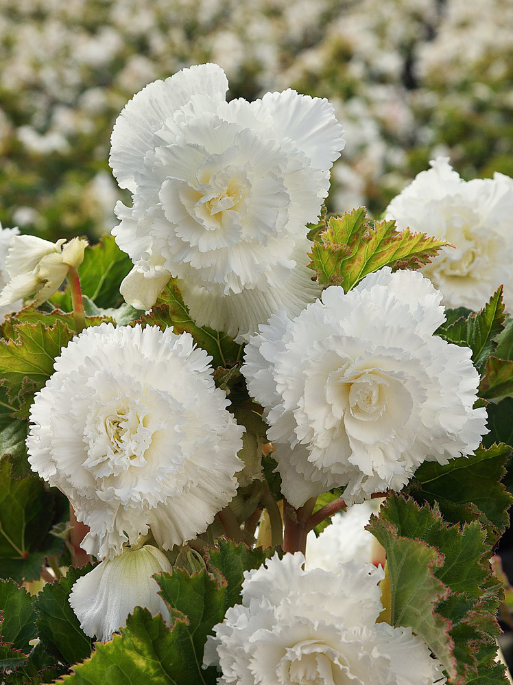 Begónie třepenitá \'Fimbriata white\' 2 ks