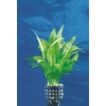 Echinodorus parviflorus - Šípatkovec malokvětý – HobbyKompas.cz Echinodorus parviflorus - Šípatkovec malokvětý – HobbyKompas.cz