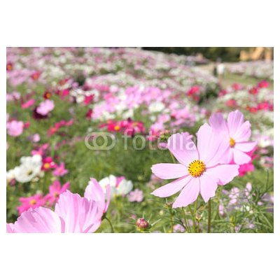 WEBLUX 14706951 Fototapeta papír cosmos_closeup kosmos karafiát color rozměry 184 x 128 cm – Zboží Mobilmania