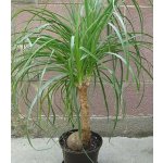 Nolina Sloní noha - Nolina longifolia - prodej semen - 5 ks – Hledejceny.cz