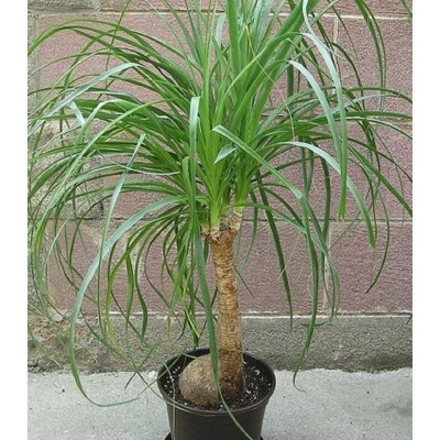 Nolina Sloní noha - Nolina longifolia - prodej semen - 5 ks – Hledejceny.cz