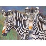 Malování podle čísel Zebry – Hledejceny.cz