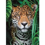 Clementoni Jaguár v džungli 500 dílků – Sleviste.cz