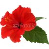 Tapety WEBLUX Samolepka fólie a red hibiscus flower isolated on white background - 34348874 červený ibišek květ izolovaných na bílém pozadí rozměry 270 x 200 cm