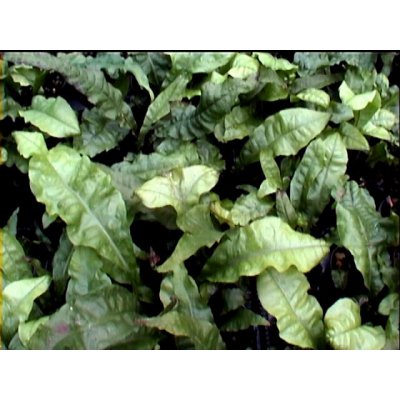 Myriophyllum matogrossense - Stolístek červený – Sleviste.cz