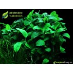 Anubias nana - Anubis zakrslý – Zbozi.Blesk.cz