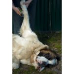 JK ANIMALS Kartáč samočistící jemné drátky 19 x 11 cm – Zboží Dáma