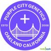 Semena konopí Purple City Genetics Super Villain semena neobsahují THC 3 ks
