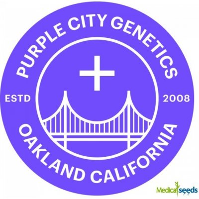 Purple City Genetics Headhunter semena neobsahují THC 3 ks – Zboží Mobilmania