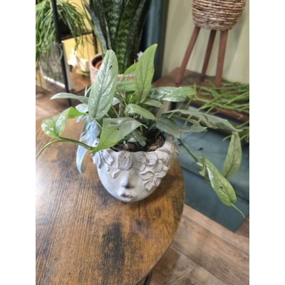 Epipremnum Cebu Blue – Hledejceny.cz