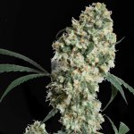 Sensi Seeds Ed Rosenthal SuperBud Regular semena neobsahují THC 10Ks – Zboží Dáma