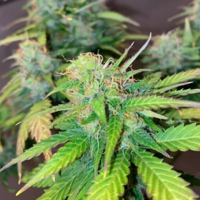 Pure Instinto Mandarine Cream AUTO semena neobsahují THC 5 ks – Zboží Dáma