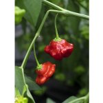 Atomic Starfish – Hledejceny.cz