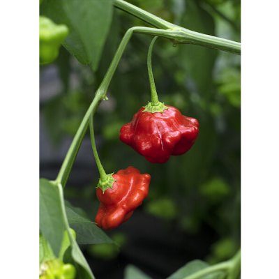 Atomic Starfish – Hledejceny.cz