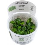 Anubias Mini Coin – Hledejceny.cz