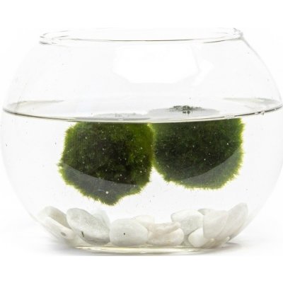 Gardners Skleněná váza boule 15 cm a 2 řasokoule – Sleviste.cz