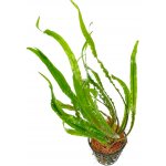 Cryptocoryne spiralis – Sleviste.cz