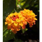 Lantana měňavá Lantana camara prodej semen 10 ks – Hledejceny.cz