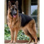 NORIMPEX Diamantové malování Německý ovčák 30 x 40 cm – Sleviste.cz