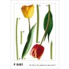 Ag Design AGF00401 samolepící dekorace Tulips F 0401 Tulipány rozměry 65 x 85 cm