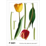 Ag Design AGF00401 samolepící dekorace Tulips F 0401 Tulipány rozměry 65 x 85 cm