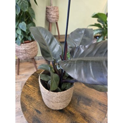 Philodendron Black Cardinal – Sleviste.cz