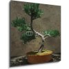 Obraz Obraz 1D - 50 x 50 cm - Decorative Bonsai Tree Dekorativní strom bonsai