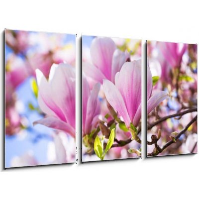 Obraz 3D třídílný - 90 x 50 cm - Beautiful blossoming magnolia tree in the spring time Krásný kvetoucí magnolia v jarním období – Zboží Mobilmania