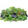 Osivo a semínko Microgreens semínka na klíčky - Směs čínská 40 g