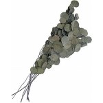 Eucalyptus populus stabilizovaný tmavě zelený, 100 g – Zboží Dáma