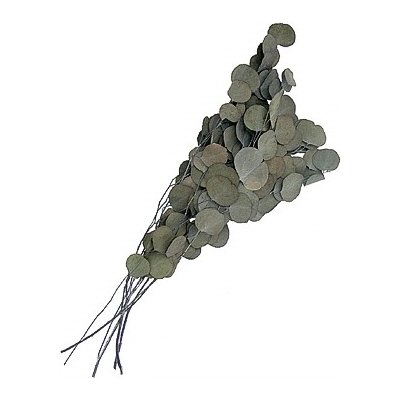 Eucalyptus populus stabilizovaný tmavě zelený, 100 g – Zboží Dáma