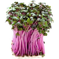 Toraf Microgreens, semínka na klíčky - Zelí červené 10g