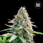 Bulk Seed Bank AUTO Gelato Samba semena neobsahují THC 500 ks – Hledejceny.cz