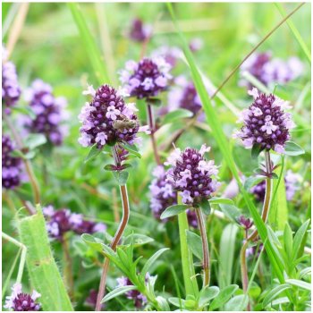 Tymián obecný - Thymus vulgaris - semena tymiánu - 300 ks