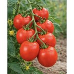 SEMO Rajče tyčkové 'Tornádo F1' 35s – Zboží Mobilmania