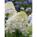 Hortenzie latnatá 'Graffiti' – Hledejceny.cz