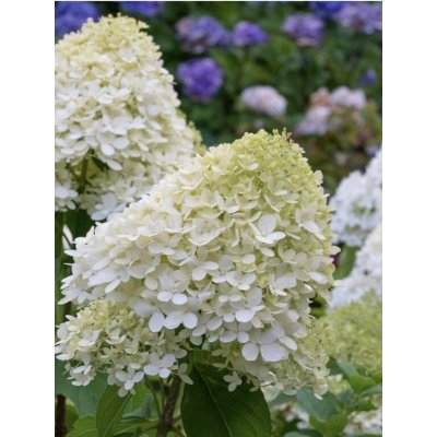 Hortenzie latnatá 'Graffiti' – Hledejceny.cz