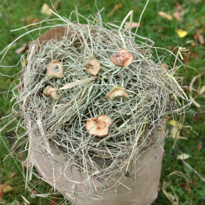 Dáme seno Seno XXL 5 kg – Hledejceny.cz