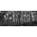 Les – Zboží Dáma