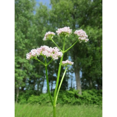 AWA herbs Kozlík kořen 100 g