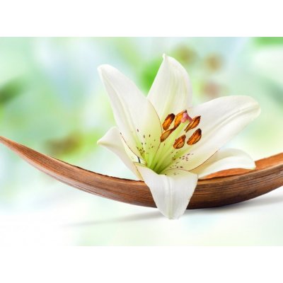 WEBLUX 29781120 Fototapeta vliesová Beautiful white lily flower on a coco palm leaf Krásná bílá lilie květ na kokosovém palmovém listu rozměry 270 x 200 cm – Zboží Mobilmania