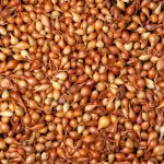 Cibule sazečka Všetana Allium cepa cibulky 500 g – HobbyKompas.cz