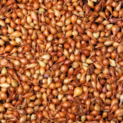 Cibule sazečka Všetana Allium cepa cibulky 500 g – HobbyKompas.cz