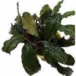 Bucephalandra Biblis Blue Sky – Sleviste.cz