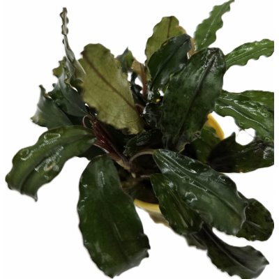 Bucephalandra Biblis Blue Sky – Sleviste.cz