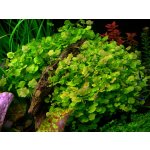 Cardamine lyrata – Zboží Dáma