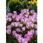 Tulipán 'Bakeri lilac wonder' 5 ks – Zboží Dáma