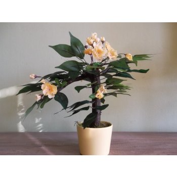 Kvetouci bonsaj žlutý