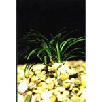 Ophiopogon minima - Sedoulek malý – Sleviste.cz