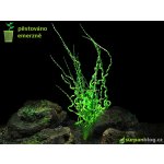 Echinodorus vesuvius – Zboží Dáma